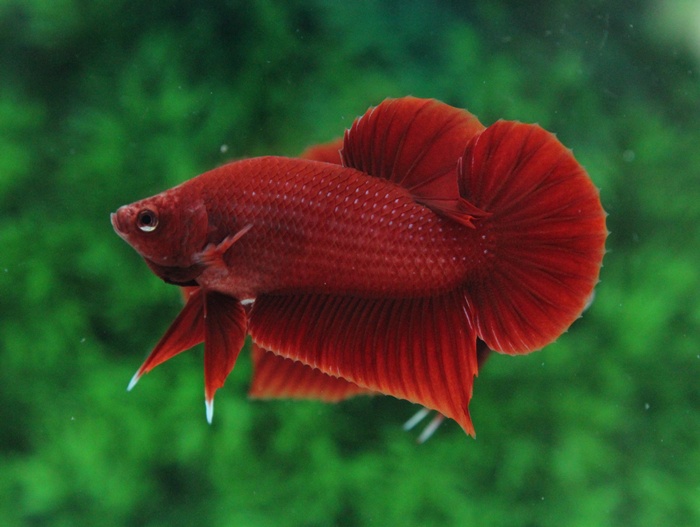 ปลากัดจีน