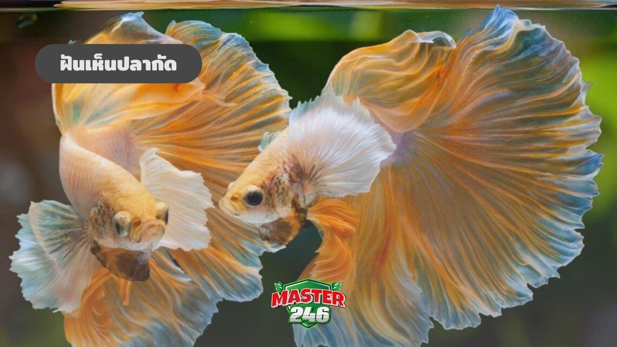 ฝันเห็นปลากัด เช็กดวงชะตา 2568 ตีความหมาย เลขเด็ด