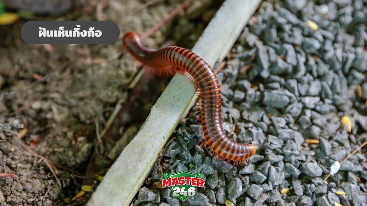 ฝันเห็นกิ้งกือ เช็กคำทำนายปี 2569 ฝันแบบนี้ดีหรือไม่?